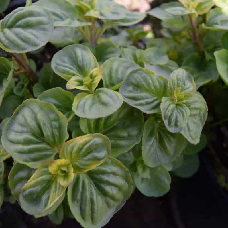 Mentha x piperata 'Rotundifolia' ---